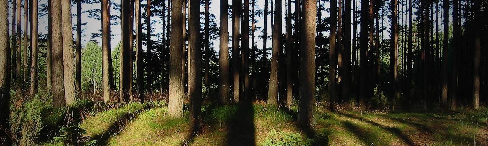 treeexperts1665x500.jpg
