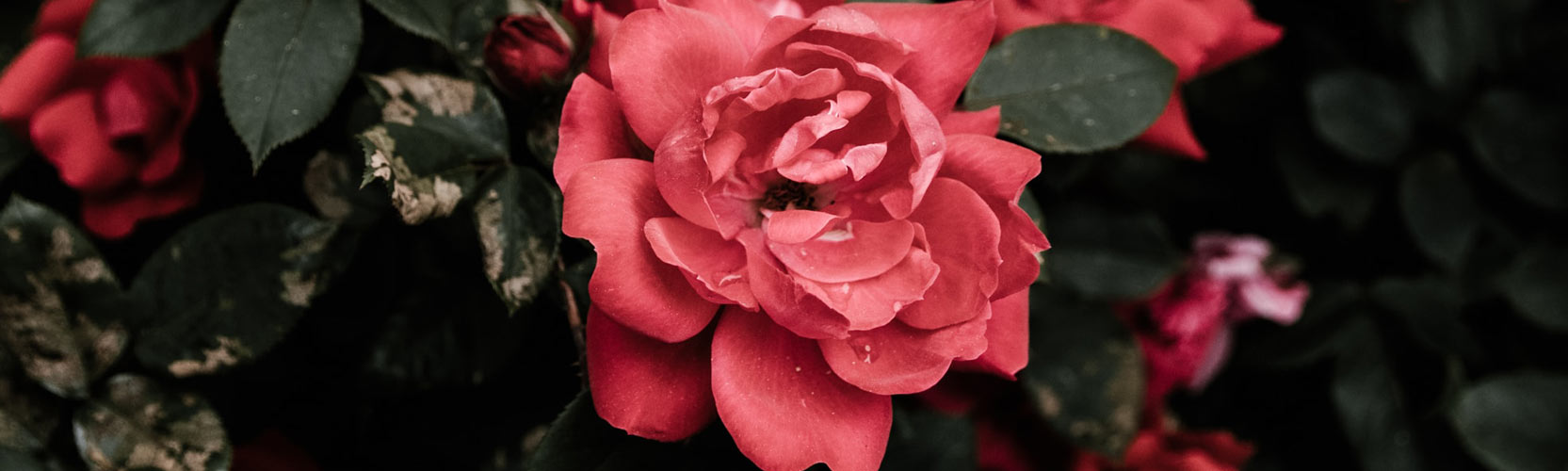 roses1665x500.jpg