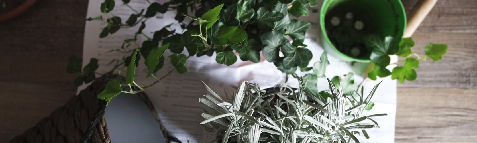 plants1665x500min.jpg