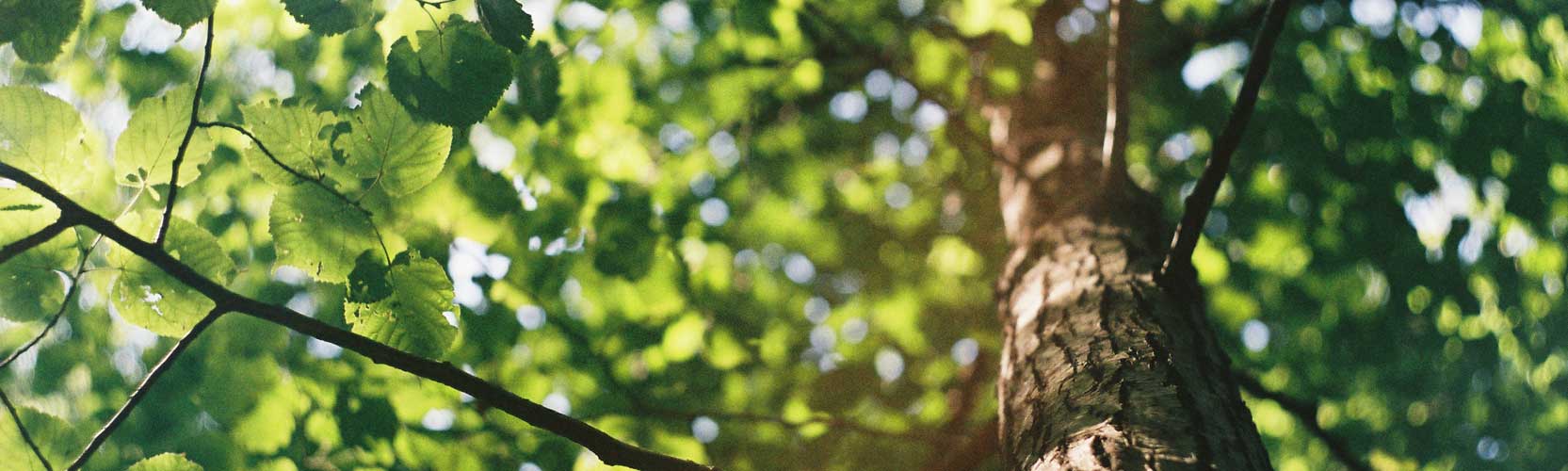 treemendous1665x500.jpg