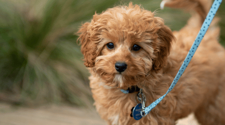 Dogs & Walkers Image