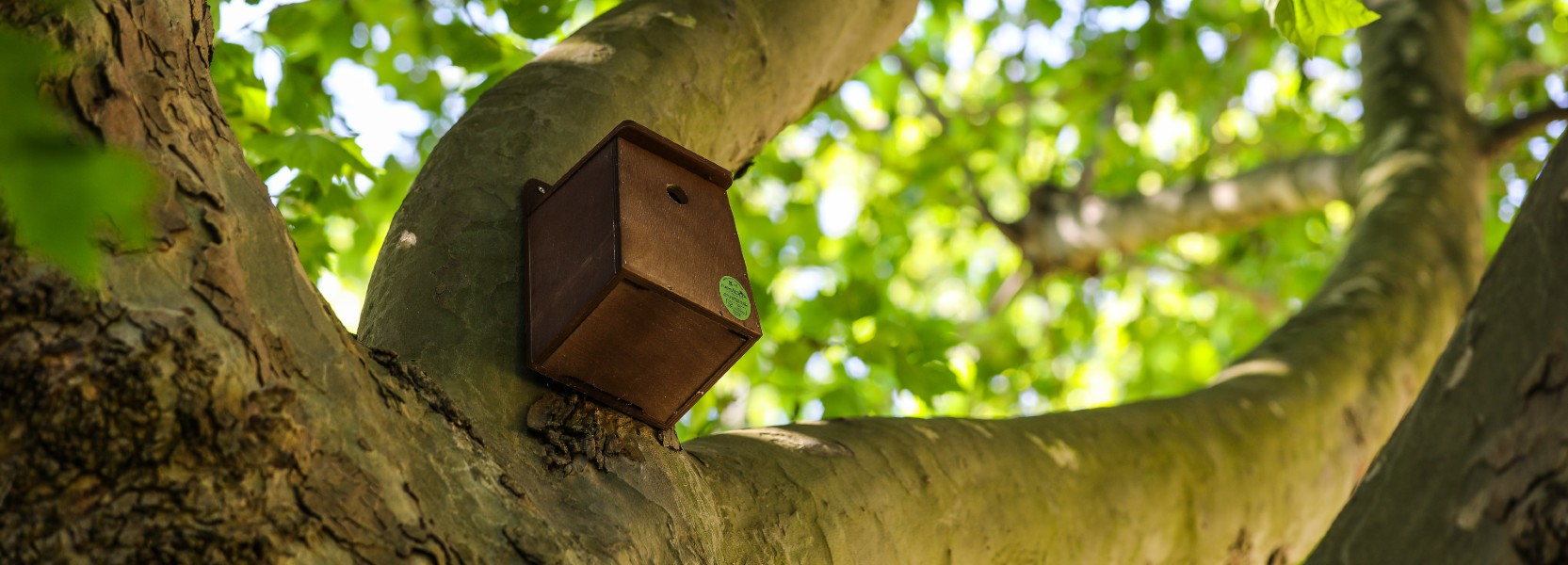 Bird box in a tree