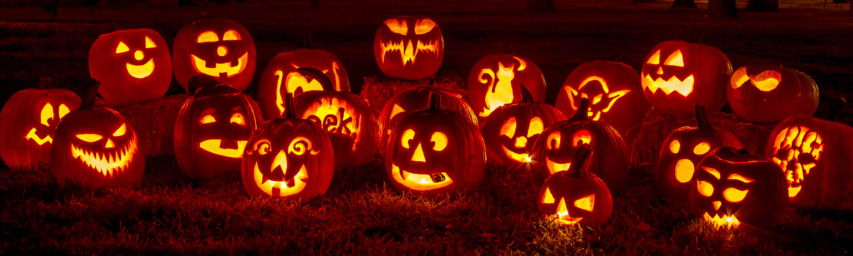 Pumpkins in Elephant Springs Elephant Park