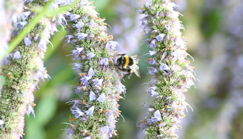 Increasing Biodiversity Image